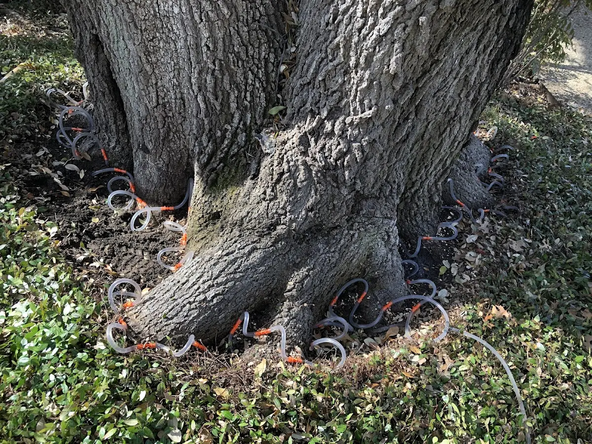 Detailed Tree Cabling and Bracing job site in East Berkshire