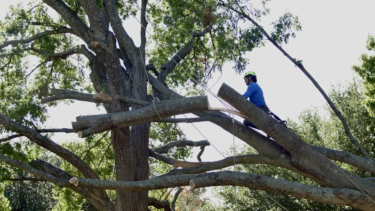 Professional Crown Thinning performed by certified arborists in East Berkshire