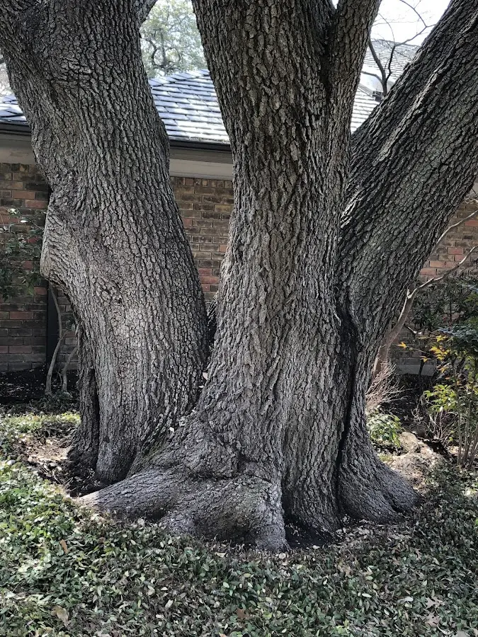 Mature heritage tree close to a East Berkshire property cared for by certified arborists